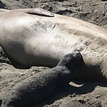 Elephant Seal Mom with Baby in San Simeon