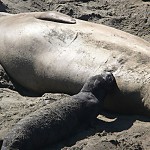 Visit to San Simeon to See the Elephant Seals Visit to San Simeon to See the Elephant Seals